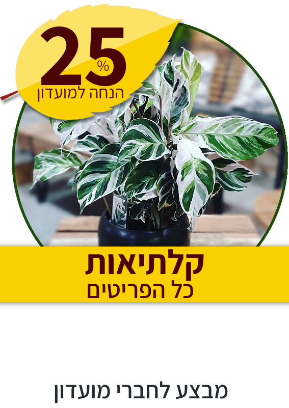 קלתיאות